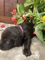 AKC Chocolate Labrador Retriever , a female Labrador Retriever for sale in White Sulphur Springs, WV – 2 of 2