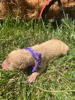 AKC Golden Retriever , a female Golden Retriever for sale in White Sulphur Springs, WV – 1 of 2