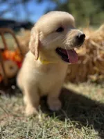 Ready to Go Home AKC Golden Retriever , a male Golden Retriever for sale in White Sulphur Springs, WV – 1 of 2