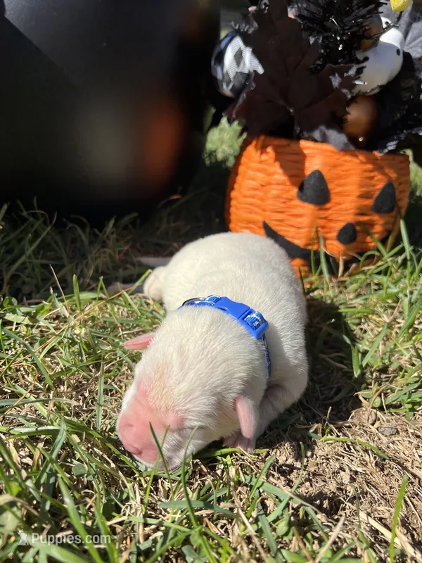 AKC Yellow Labrador Retriever  – Labrador Retriever puppy for sale in White Sulphur Springs, WV