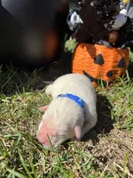 AKC Yellow Labrador Retriever , a male Labrador Retriever for sale in White Sulphur Springs, WV – 1 of 2