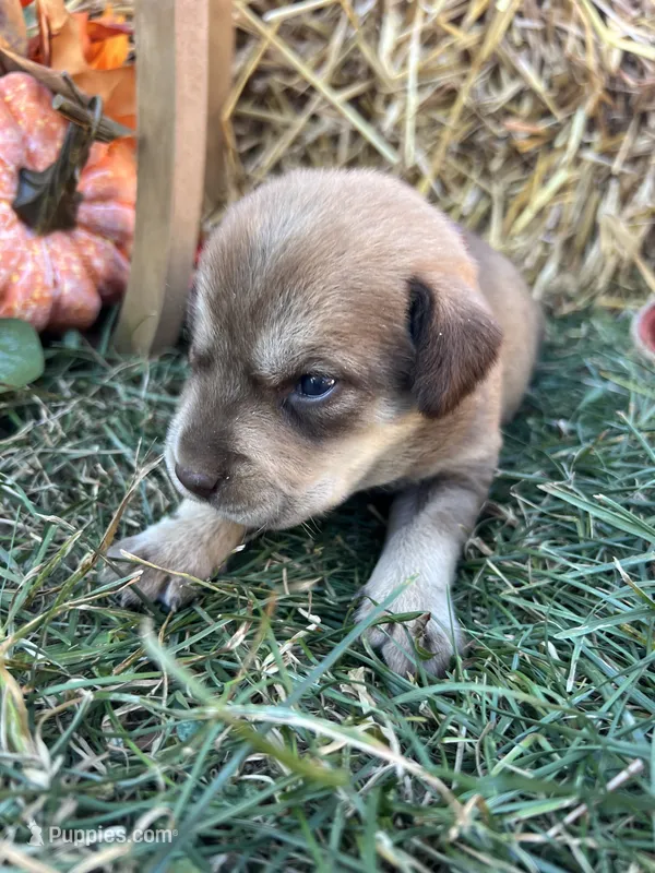 Husky Labrador Retriever mix  – Siberian Husky, Labrador Retriever puppy for sale in White Sulphur Springs, WV