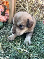 Husky Labrador Retriever mix , a female Siberian Husky and Labrador Retriever for sale in White Sulphur Springs, WV – 1 of 2