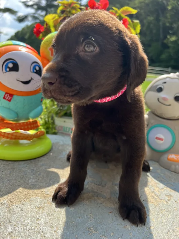 Ready to Go Labrador Retriever  – Labrador Retriever puppy for sale in White Sulphur Springs, WV