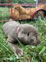AKC Silver Labrador Retriever , a male Labrador Retriever for sale in White Sulphur Springs, WV – 2 of 2