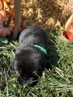 AKC Labrador Retriever , a female Labrador Retriever for sale in White Sulphur Springs, WV – 2 of 2