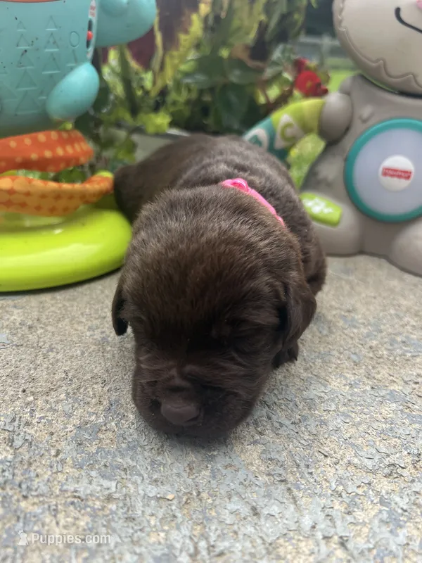 AKC Labrador Retriever  – Labrador Retriever puppy for sale in White Sulphur Springs, WV