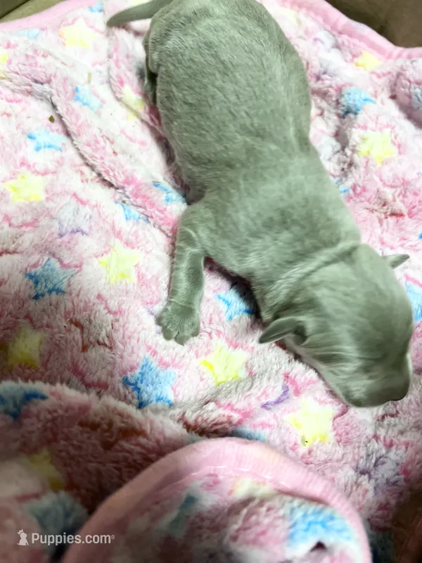 AKC Silver Labrador Retriever  – Labrador Retriever puppy for sale in White Sulphur Springs, WV