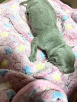 AKC Silver Labrador Retriever , a male Labrador Retriever for sale in White Sulphur Springs, WV – 1 of 1