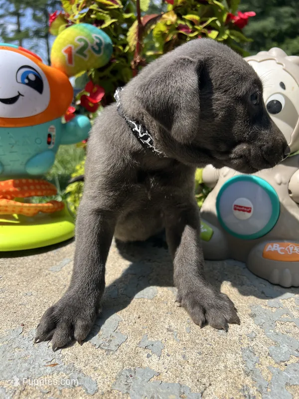 Ready to Go Charcoal Labrador Retriever  – Labrador Retriever puppy for sale in White Sulphur Springs, WV
