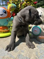 Ready to Go Charcoal Labrador Retriever , a male Labrador Retriever for sale in White Sulphur Springs, WV – 1 of 2