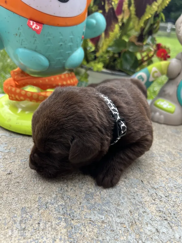 AKC Labrador Retriever  – Labrador Retriever puppy for sale in White Sulphur Springs, WV