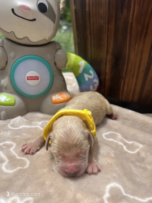 AKC Golden Retriever  – Golden Retriever puppy for sale in White Sulphur Springs, WV
