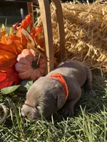 AKC Silver Labrador Retriever , a male Labrador Retriever for sale in White Sulphur Springs, WV – 2 of 2