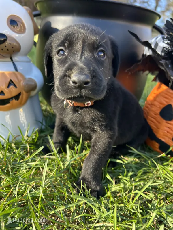 AKC Black Labrador Retriever  – Labrador Retriever puppy for sale in White Sulphur Springs, WV