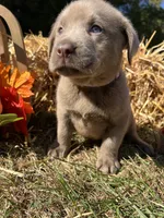Discounted AKC Silver Labrador Retriever , a female Labrador Retriever for sale in White Sulphur Springs, WV – 1 of 2
