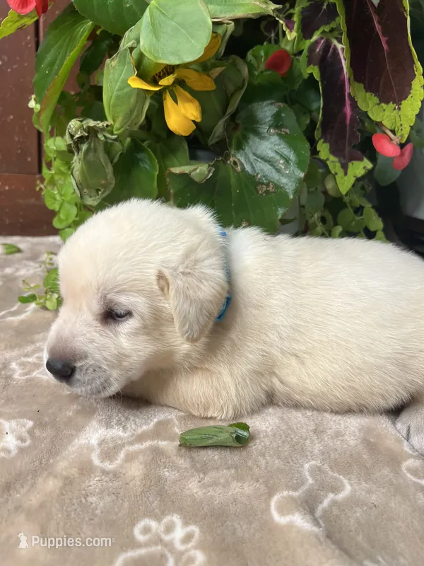 AKC Yellow Labrador Retriever  – Labrador Retriever puppy for sale in White Sulphur Springs, WV