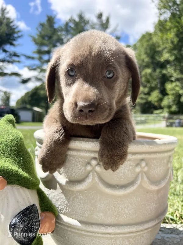 AKC Silver Labrador Retriever  – Labrador Retriever puppy for sale in White Sulphur Springs, WV