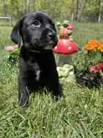 Discounted Ready to Go Black Labrador Retriever , a female Labrador Retriever for sale in White Sulphur Springs, WV – 2 of 2