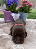 AKC Labrador Retriever , a male Labrador Retriever for sale in White Sulphur Springs, WV – Photo 1 of 2