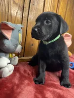 AKC Ready to Go Lab , a male Labrador Retriever for sale in White Sulphur Springs, WV – Photo 2 of 2