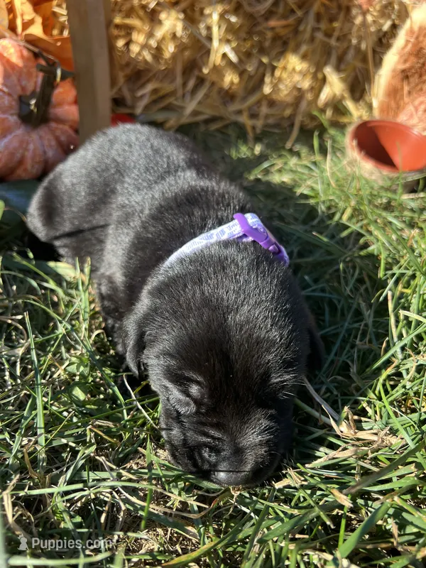 AKC Labrador Retriever  – Labrador Retriever puppy for sale in White Sulphur Springs, WV
