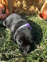 AKC Labrador Retriever , a female Labrador Retriever for sale in White Sulphur Springs, WV – 1 of 2