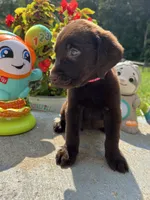Ready to Go Labrador Retriever , a female Labrador Retriever for sale in White Sulphur Springs, WV – 2 of 2