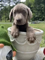 Ready to Go Silver Labrador Retriever , a female Labrador Retriever for sale in White Sulphur Springs, WV – 2 of 2