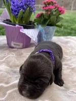AKC Chocolate Labrador Retriever , a female Labrador Retriever for sale in White Sulphur Springs, WV – Photo 2 of 2