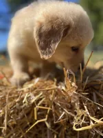 Ready to Go Home AKC Golden Retriever , a male Golden Retriever for sale in White Sulphur Springs, WV – 2 of 2
