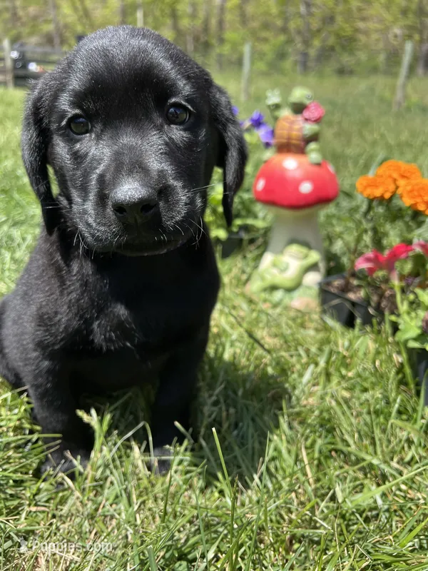 Ready to Go Black Labrador Retriever  – Labrador Retriever puppy for sale in White Sulphur Springs, WV