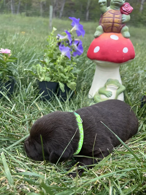 AKC Chocolate Labrador Retriever  – Labrador Retriever puppy for sale in White Sulphur Springs, WV