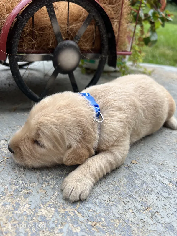 AKC Golden Retriever  – Golden Retriever puppy for sale in White Sulphur Springs, WV
