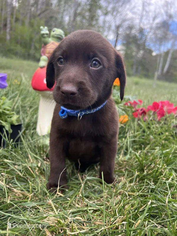 Ready to Go Chocolate Labrador Retriever  – Labrador Retriever puppy for sale in White Sulphur Springs, WV