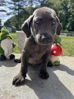 Discounted Ready to Go Charcoal Labrador Retriever , a male Labrador Retriever for sale in White Sulphur Springs, WV – 1 of 2
