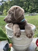 Discounted Ready to Go Silver AKC Labrador Retriever , a male Labrador Retriever for sale in White Sulphur Springs, WV – 2 of 2