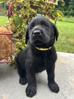 Ready to Go AKC Black Labrador Retriever , a male Labrador Retriever for sale in White Sulphur Springs, WV – 2 of 2