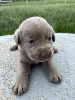 AKC Silver Labrador Retriever , a male Labrador Retriever for sale in White Sulphur Springs, WV – 2 of 4