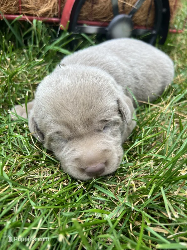 AKC Silver Labrador Retriever  – Labrador Retriever puppy for sale in White Sulphur Springs, WV