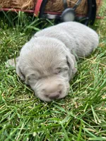 AKC Silver Labrador Retriever , a male Labrador Retriever for sale in White Sulphur Springs, WV – 1 of 2