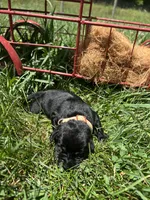 AKC Black Labrador Retriever , a male Labrador Retriever for sale in White Sulphur Springs, WV – 2 of 2
