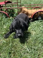 AKC Labrador Retriever , a female Labrador Retriever for sale in White Sulphur Springs, WV – 2 of 2