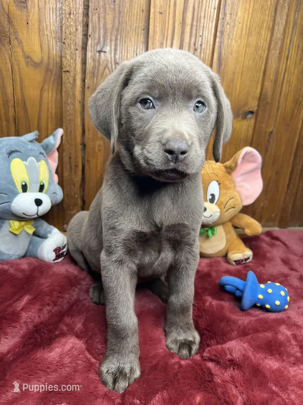 Ready to Go Home AKC Silver Labrador Retriever 