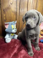 Ready to Go Home AKC Silver Labrador Retriever , a female Labrador Retriever for sale in White Sulphur Springs, WV – Photo 2 of 2