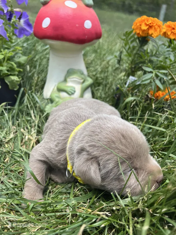 AKC Silver Labrador Retriever  – Labrador Retriever puppy for sale in White Sulphur Springs, WV
