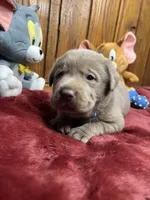 AKC Silver Labrador Retriever , a male Labrador Retriever for sale in White Sulphur Springs, WV – Photo 2 of 2