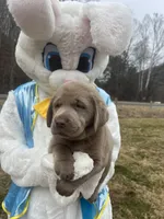 Ready to Go AKC Silver Labrador Retriever , a male Labrador Retriever for sale in White Sulphur Springs, WV – Photo 1 of 2