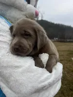Ready to Go AKC Silver Labrador Retriever , a male Labrador Retriever for sale in White Sulphur Springs, WV – Photo 2 of 2