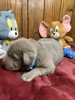AKC Silver Labrador Retriever , a male Labrador Retriever for sale in White Sulphur Springs, WV – Photo 1 of 2